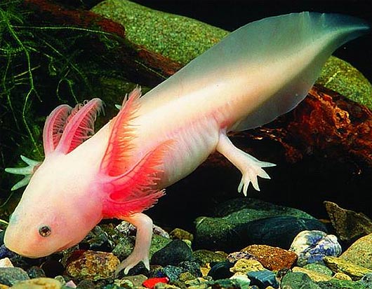 axolotl.jpg